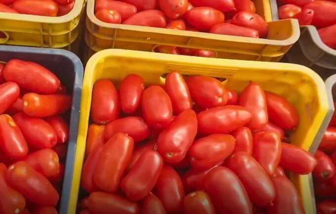 California consumers sue Cento Fine Foods over alleged “San Marzano tomato fraud” claims